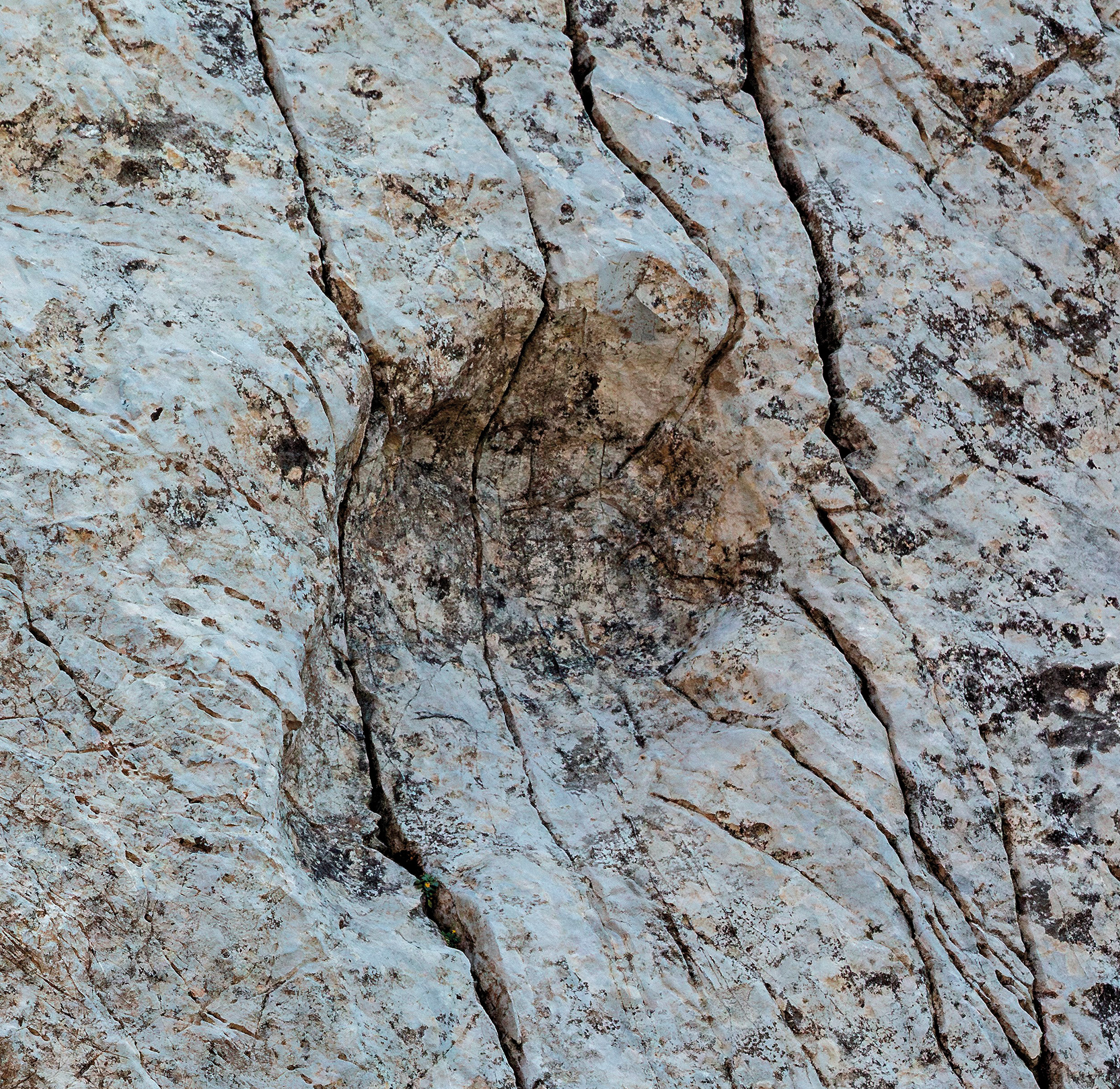 Their descendents got bigger, but prosauropods got large enough to make some big prints